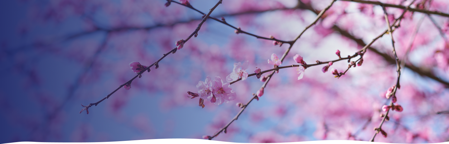 header-bg